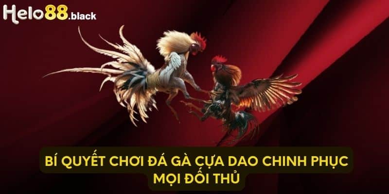 Bí quyết chơi đá gà cựa dao chinh phục mọi đối thủ