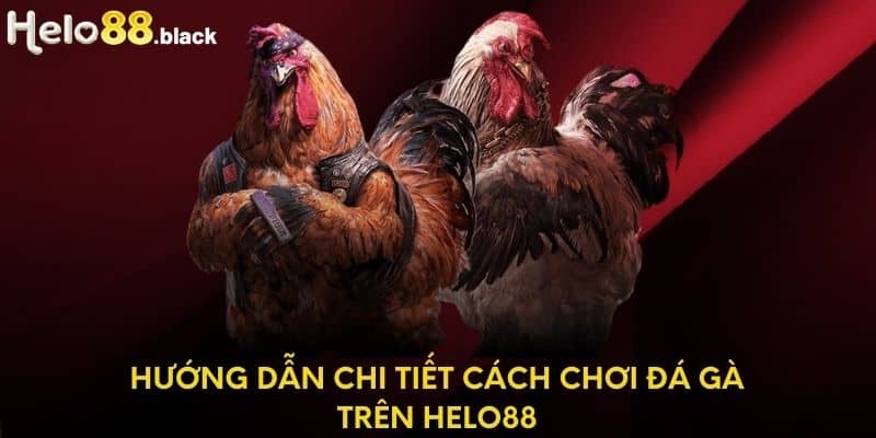 Hướng dẫn chi tiết cách chơi đá gà trên Helo88