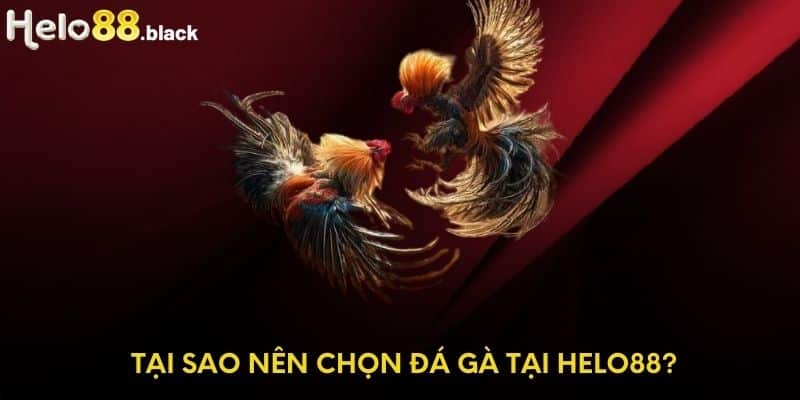 Tại sao nên chọn đá gà tại Helo88?